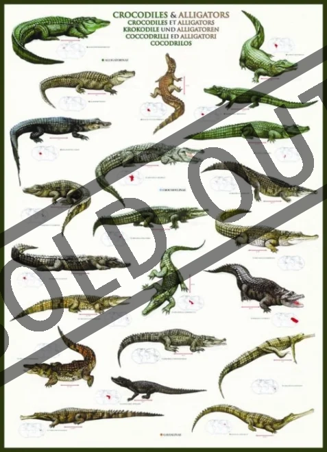 EUROGRAPHICS Puzzle Krokodýli & Aligátoři 1000 dílků