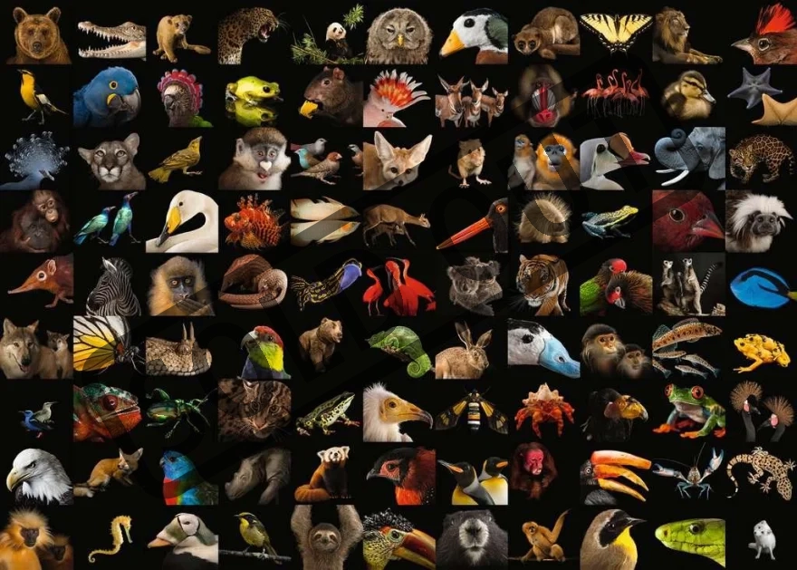 RAVENSBURGER Puzzle 99 úžasných zvířat 1000 dílků