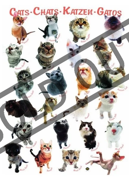 EUROGRAPHICS Puzzle Kočky 1000 dílků