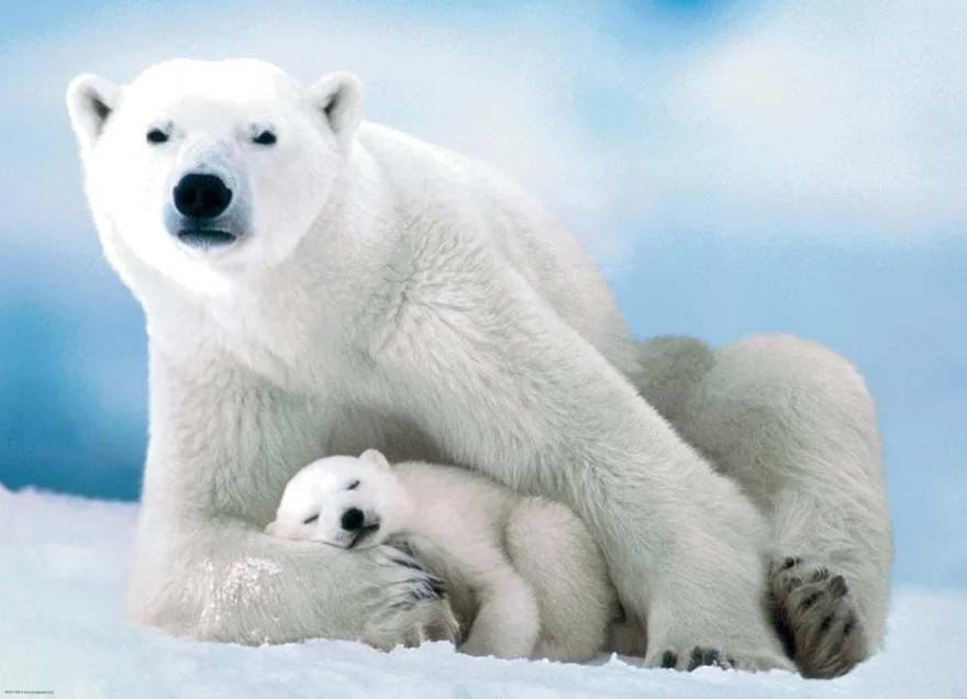EUROGRAPHICS Puzzle Lední medvěd s mládětem 1000 dílků