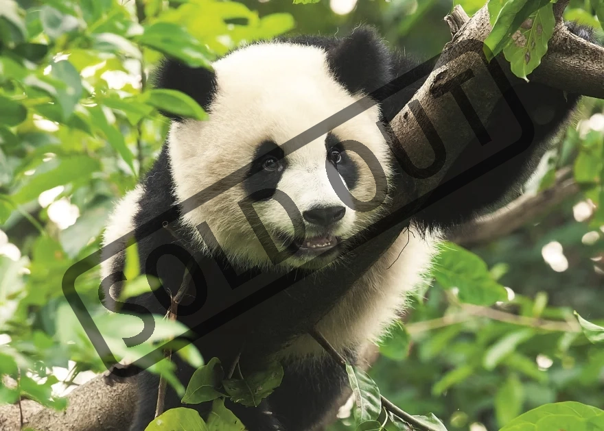 TREFL Puzzle Panda 500 dílků