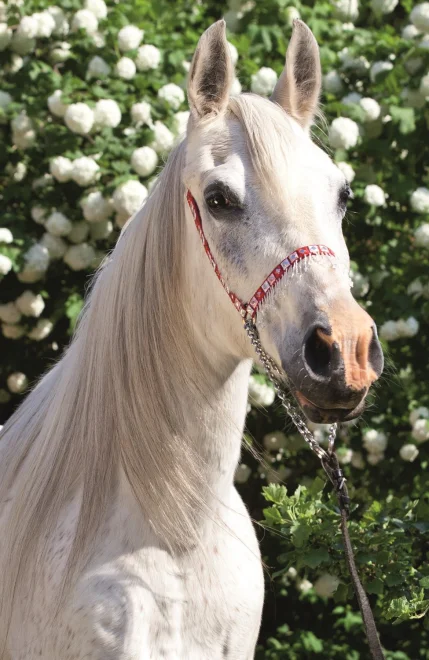 TREFL Puzzle Svět koní: Portrét bělouše 54 dílků