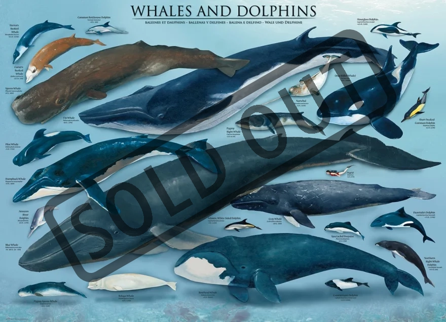 EUROGRAPHICS Puzzle Velryby a delfíni 1000 dílků