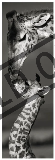 DINO Vertikální puzzle Žirafy 1000 dílků