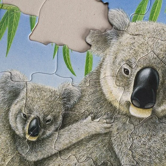 medvidci-koala-11575.jpg