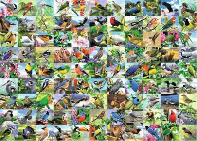 Puzzle 99 úchvatných ptáků EXTRA 300 dílků