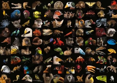 Puzzle 99 úžasných zvířat 1000 dílků