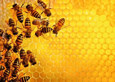 Puzzle Challenge: Včely na medové plástvi 1000 dílků