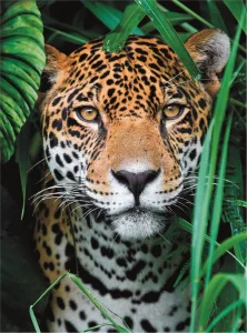 Puzzle Jaguár v džungli 500 dílků