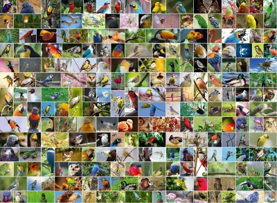 Puzzle Koláž: Nejkrásnější ptáci světa 4000 dílků