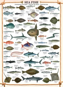Puzzle Mořské ryby 1000 dílků