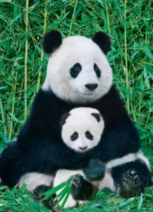 Puzzle Panda a mládě 1000 dílků