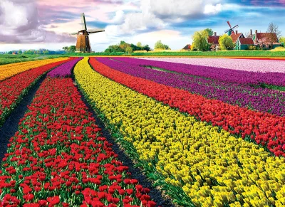Puzzle Pole tulipánů (HDR) 1000 dílků