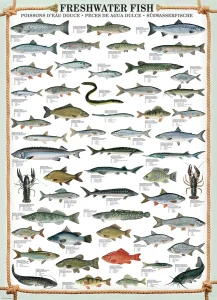 Puzzle Sladkovodní ryby 1000 dílků