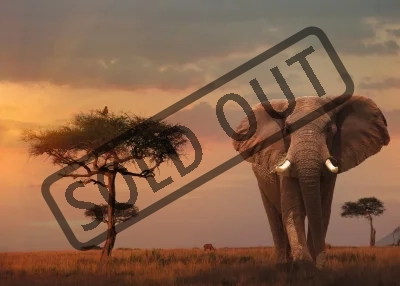 Puzzle Slon z Masai Mara 1000 dílků