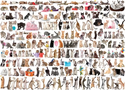 Puzzle Svět koček 1000 dílků