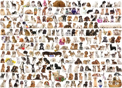 Puzzle Svět psů 1000 dílků