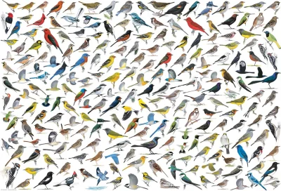 Puzzle Svět ptáků 2000 dílků