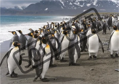 Puzzle Tučňáci 1000 dílků