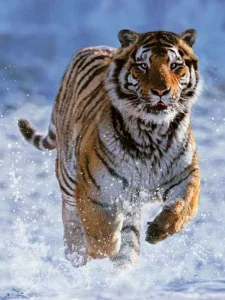 Puzzle Tygr ve sněhu 500 dílků