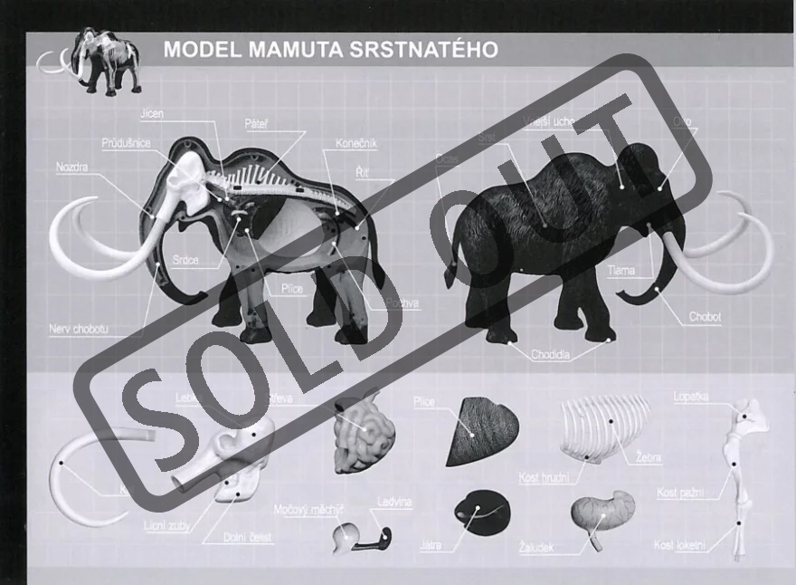 anatomicky-4d-model-mamut-35124.jpg