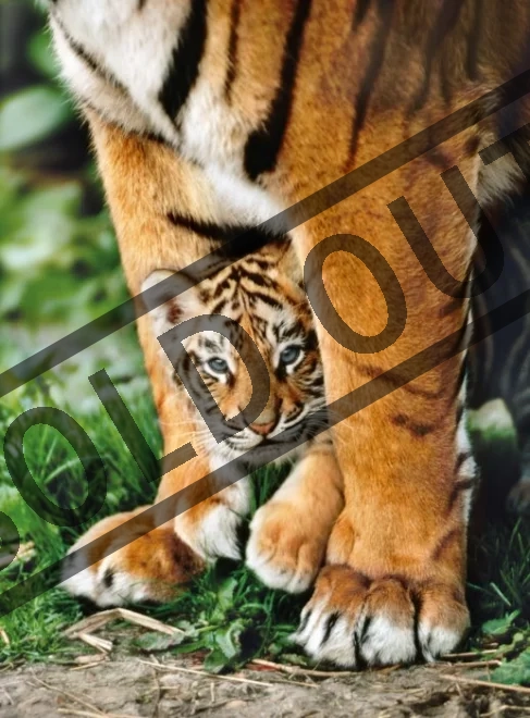 puzzle-mlade-bengalskeho-tygra-u-matky-500-dilku-45863.jpg
