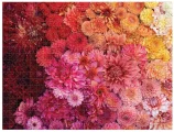 oboustranne-puzzle-zahrada-s-rezanymi-kvetinami-500-dilku-116819.jpg