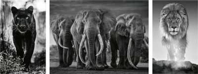 Puzzle Triptych: Panter, sloni, lev 1000 dílků