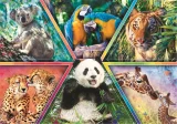 Puzzle Animal Planet: Království zvířat 1000 dílků