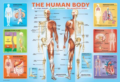 Puzzle Lidské tělo 200 dílků