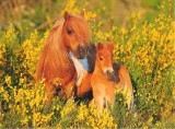puzzle-shetlandsti-ponici-xxl-100-dilku-156345.jpg