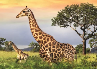 Puzzle Žirafí rodina 1000 dílků