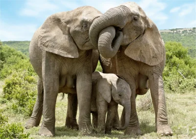 Puzzle Sloní rodina 1000 dílků