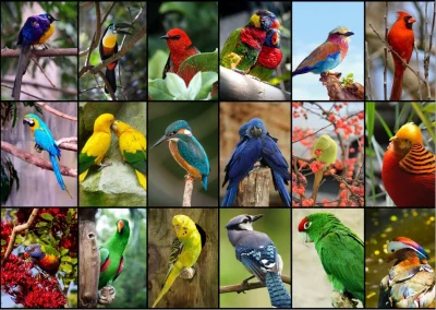 Puzzle Nejkrásnější ptáci světa 1500 dílků