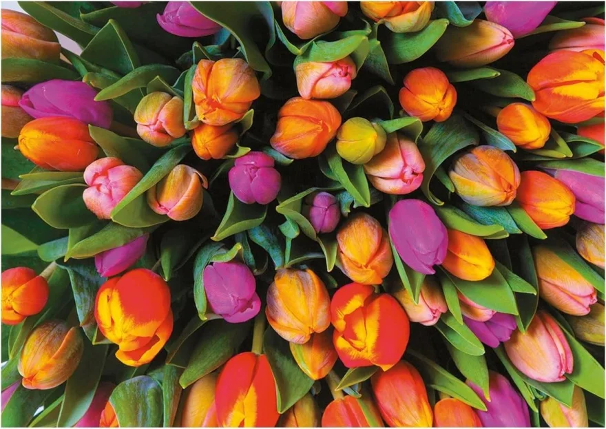 puzzle-tulipany-1000-dilku-167769.jpg