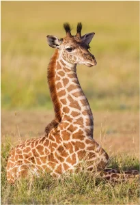 Puzzle Zvířátka - Žirafa 54 dílků