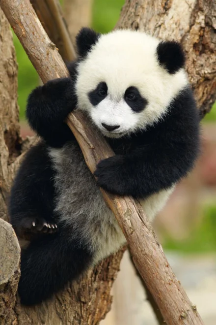 Dino Puzzle Zvieratká - Panda 54 dielikov
