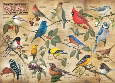 Puzzle Ptáci ze severoamerických zahrad 1000 dílků