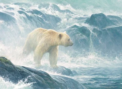 Puzzle Číhání na lososy - Lední medvěd 500 dílků