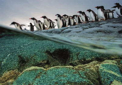 Puzzle National Geographic: Tučňáci gentoo se hromadně vrhají do moře 1000 dílků