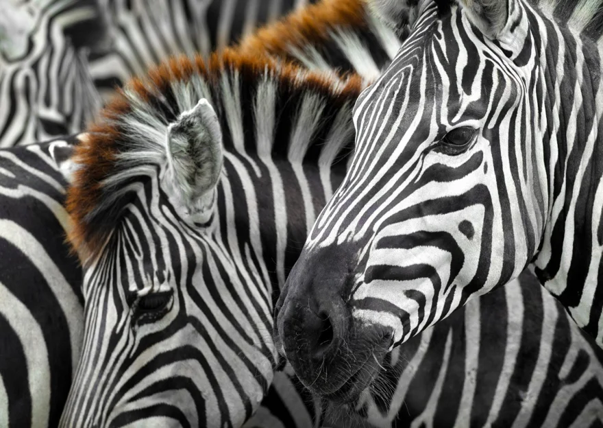 ENJOY Puzzle Zebry 1000 dielikov