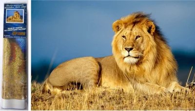 Diamantové maľovanie Levie majestát 40x30cm