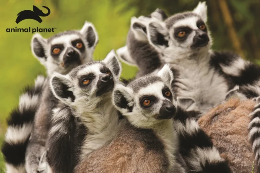 Prime 3D Puzzle Animal planet: Lemur kata 3D 150 dielikov