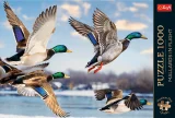 puzzle-trefl-1000-dilku-let-divokych-kachen-235045.png