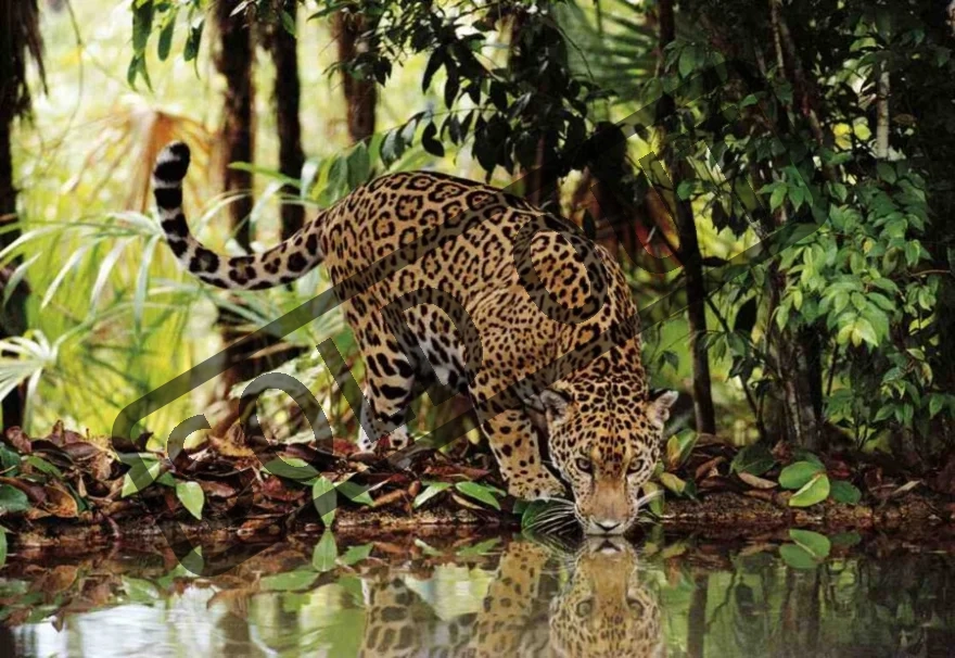 leopard-7161.jpg