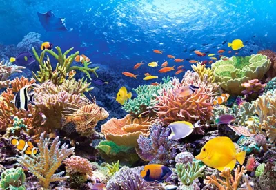 Puzzle Korálový útes 1000 dílků
