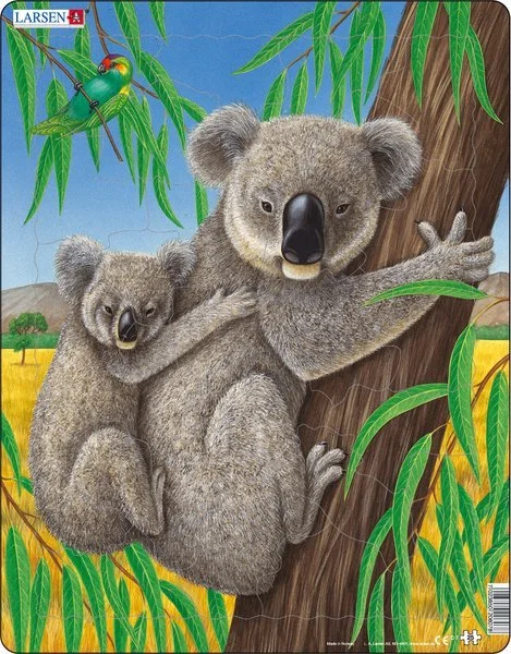 medvidci-koala-11541.jpg