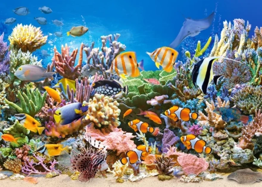 Castorland Puzzle Farby oceánu 260 dielikov